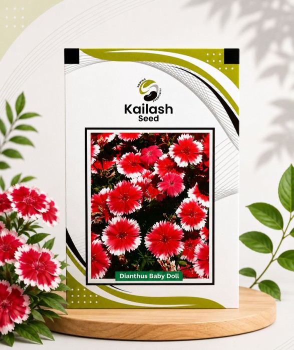 Dianthus Baby Doll